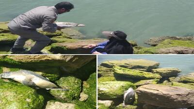 نجات لاک پشت پوزه عقابی گرفتار در ساحل قشم