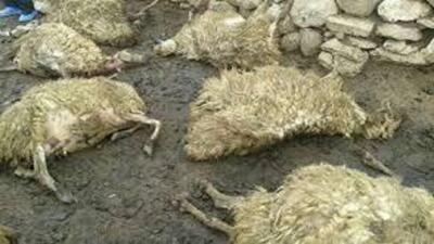 گرگ ۳۷ گوسفند روستای مرق وسادیان کاشان را تلف کرد