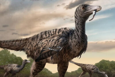 کشف گونه‌ای غول‌پیکر از دایناسورهای رپتور - زومیت