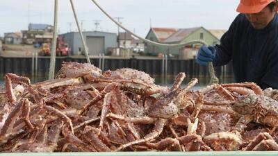 چگونه صد‌ها تن شاه خرچنگ پس از صید، پردازش و فرآوری می‌شوند؟ (فیلم)