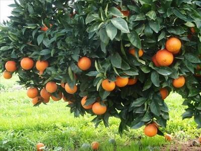 تحقق ۱۰۰ درصدی اهداف اصلاح و نوسازی باغات میوه‌های گرمسیری و نیمه‌گرمسیری