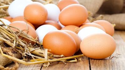 قیمت جدید هر شانه تخم مرغ در بازار