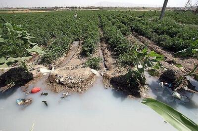 حدود ۵۰۰ هکتار از مزارع کشاورزی استان از طریق فاضلاب آبیاری می‌شود