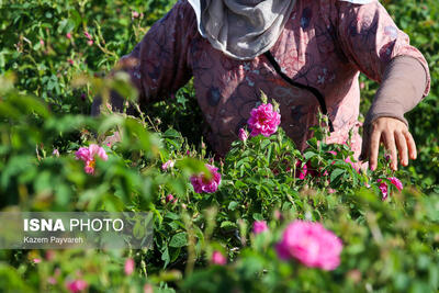 پیش‌بینی برداشت بیش از ۱۴۰ تن گل محمدی در گناباد