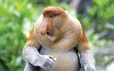 فیلمی جنجالی از از شانه کردن موهای یک میمون جلوی آینه