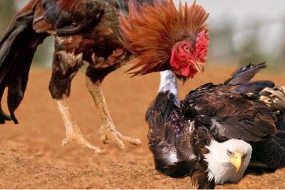 از جذابیت‌های حیات وحش؛ عقاب میره سراغ مرغا خروس غیرتی میشه ناکارش میکنه