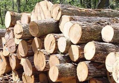 توقیف 3 تن چوب جنگلی قاچاق در تنکابن - تسنیم