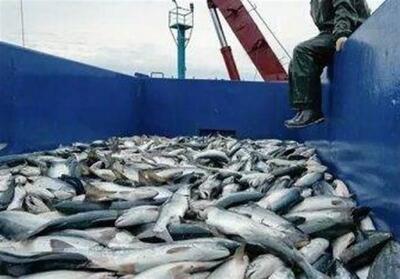 وضعیت فعلی ذخایر ماهیان خاویاری دریای خزر مطلوب نیست - تسنیم
