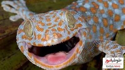 (ویدئو) عجیب ترین مارمولک دنیا، توکیو ژکو Tokay Gecko گونه ای که صدایی عجیب از خود می دهند!