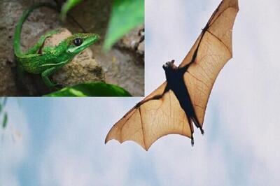 داستان شگفت‌انگیز تکامل خفاش‌ها و مارمولک‌ها چیست؟