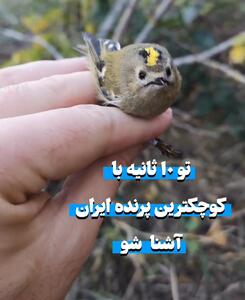 با کوچکترین پرنده ایران آشنا شوید +فیلم
