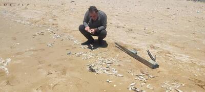 فاجعه محیط زیستی در ساحل گناوه و مرگ ماهیان