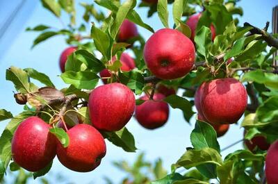 سالانه ۴ میلیون تن سیب تولید می‌شود
