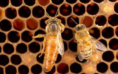 پژوهشی جدید نشان می‌دهد کندوهای عسل به‌علت تغییر اقلیم به‌شکل تهدیدآمیزی در حال گرم‌شدن هستند