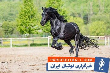 حفاظت از اسب کاسپین، نژاد اصیل و میراث معنوی ملی - پارس فوتبال | خبرگزاری فوتبال ایران | ParsFootball