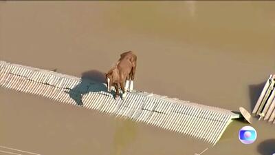 گیر افتادن اسب در پشت بام در میان سیلاب در برزیل