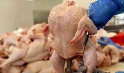 نرخ مصوب مرغ امروز ۲۱ اردیبهشت ۱۴۰۳/ جزییات تغییر قیمت مرغ