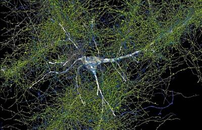 دنیای حیرت‌انگیزی که در یک میلیمتر مکعب از مغز انسان کشف شد (+عکس)