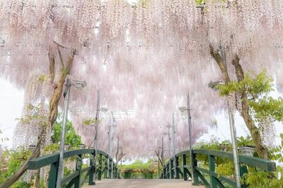 منظره‌ای رویایی از پارک گل آشیکاگا در ژاپن (فیلم)