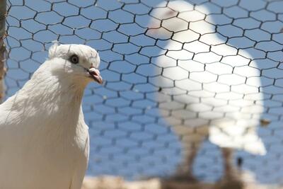 ابدالی: ۶۵ گونه از پرندگان در معرض خطر انقراض قرار دارند