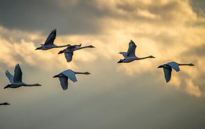 سازمان حفاظت محیط‌زیست: نیمی از گونه‌های پرنده در حال کاهش است
