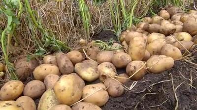 (ویدئو) روش های درخشان کشاورز چینی برای کشت و برداشت 100 کیلو سیب زمینی