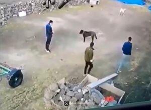 لحظه پاره شدن زنجیر سگ درشت هیکل و حمله به دو شهروند + فیلم