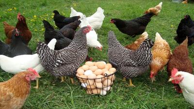 افزایش ۶۵ درصدی تولید گوشت و تخم‌مرغ در نژادهای اصلاح شده مرغ بومی/ توسعه اشتغال با پرورش نژاد اصلاح شده