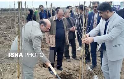 کاشت ۱۱۸ هزار اصله نهال توسط شهرداری‌های گلستان