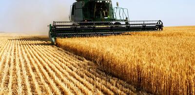 ایران صادرکننده گندم می شود - روزنامه رسالت