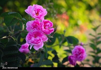 زیبایی صد چندان داراب در فصل برداشت گل محمدی - تسنیم