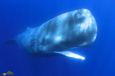 کشف یک زبان‌پیچیده؛ نهنگ‌های عنبر مانند انسان «الفبا» دارند!