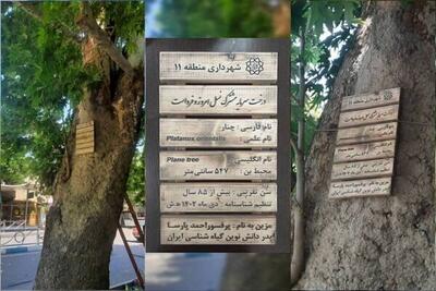 کهن‌سال‌ترین درخت چنار در خیابان ولیعصر نامگذاری شد