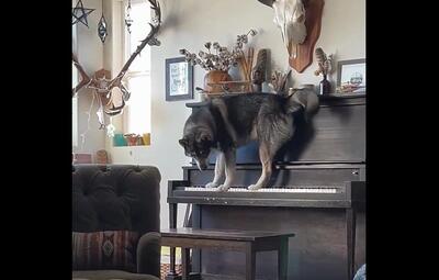(ویدئو) پیانو نوازی سگ خانگی؛ پربازدیدترین کلیپ جهان در 24 ساعت اخیر