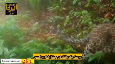 (ویدئو) پَرسه پلنگ در جنگل‌های رامسر