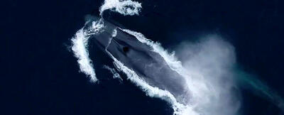 (عکس) نتیجه باورنکردنی ۳۹۰۰ ساعت گوش دادن به صدای نهنگ آبی!