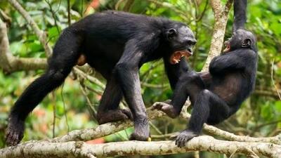این شامپانزه‌ها بودند که جنگ و ظلم را به انسان‌ها آموختند!