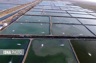 نظارت بهداشتی بر تولید پست‌لارو در مزارع تکثیر میگوی خوزستان