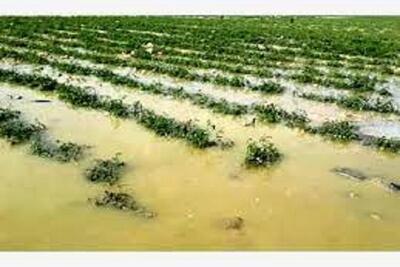 نزدیک به ۵۸۸ میلیارد خسارت به زیربخش‌های مختلف کشاورزی لرستان وارد شده است