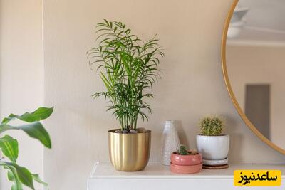 5 گیاه آپارتمانی مقاوم که با نور لامپ رشد می‌کنند