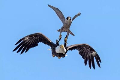 از جذابیت‌های حیات وحش؛ عقاب رو هوا با یه پشتک بالانس یه پرنده شکار میکنه