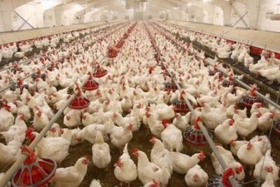 تولید مرغ سایز راهکاری برای رونق صادرات