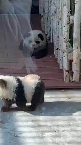 ویدئو/ جا زدن سگ های رنگ شده به جای پاندا در این باغ وحش