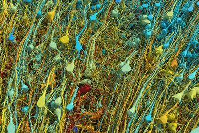 دانشمندان از تکه‌ای کوچک از مغز انسان با جزئیات خیره‌کننده نقشه‌برداری کردند - زومیت