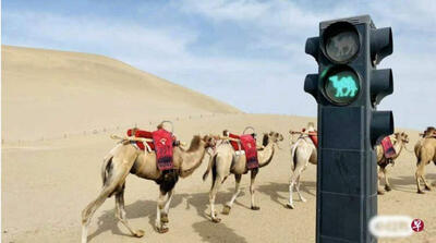 قوانین راهنمایی رانندگی جالب برای شترها /عکس جالب از چراغ راهنمایی در صحرا