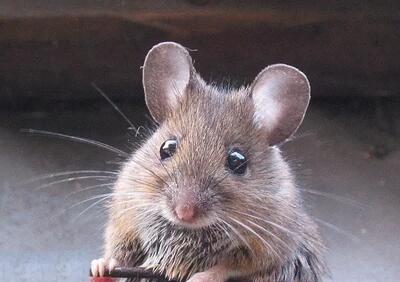 موش ناقل چه بیماری است | بیماری‌های قابل انتقال از موش به انسان - اندیشه قرن