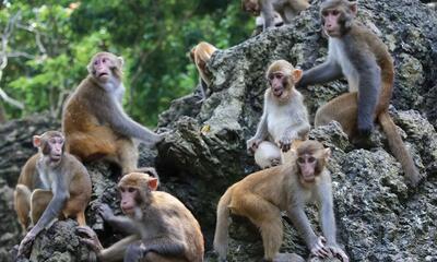 حمله گروهی و خنده‌دار میمون‌ها به یک کارتن موز (فیلم)