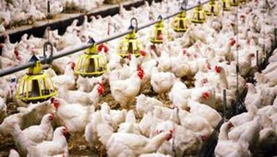 صادرات گوشت مرغ به عراق آغاز می‌شود