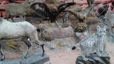 نگهداری بیش از ۷۰۰ تروفه حیات وحش در موزه تاریخ طبیعی ارومیه