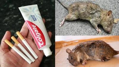 با ۱ نخ سیگار و ۱ قطره خمیر دندان / مرگ موش حرفه ای درست کن و از شر موش های توی خونه خلاص شو !